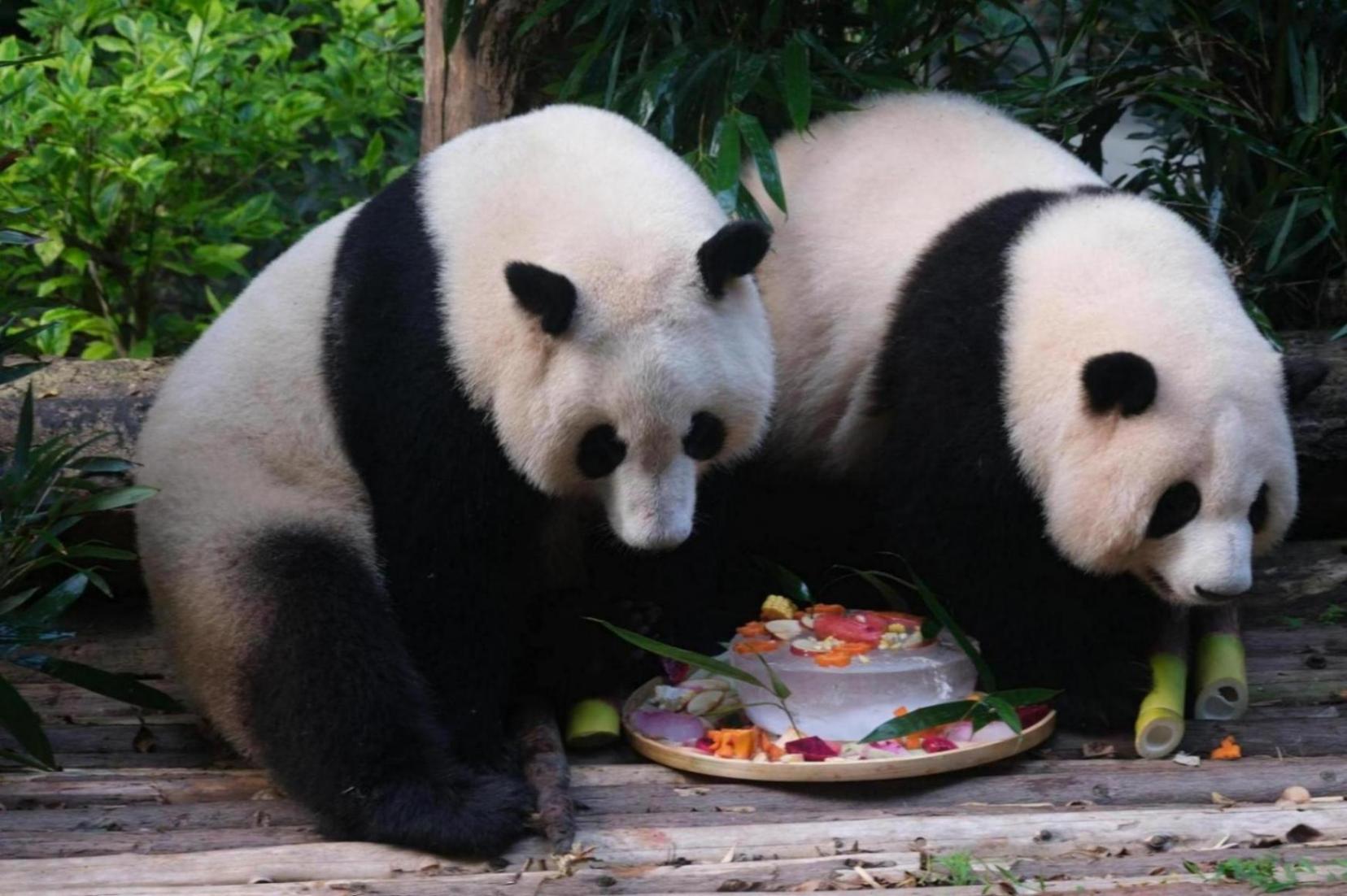 為熊貓界“三大頂流”慶生,粉絲通宵排隊