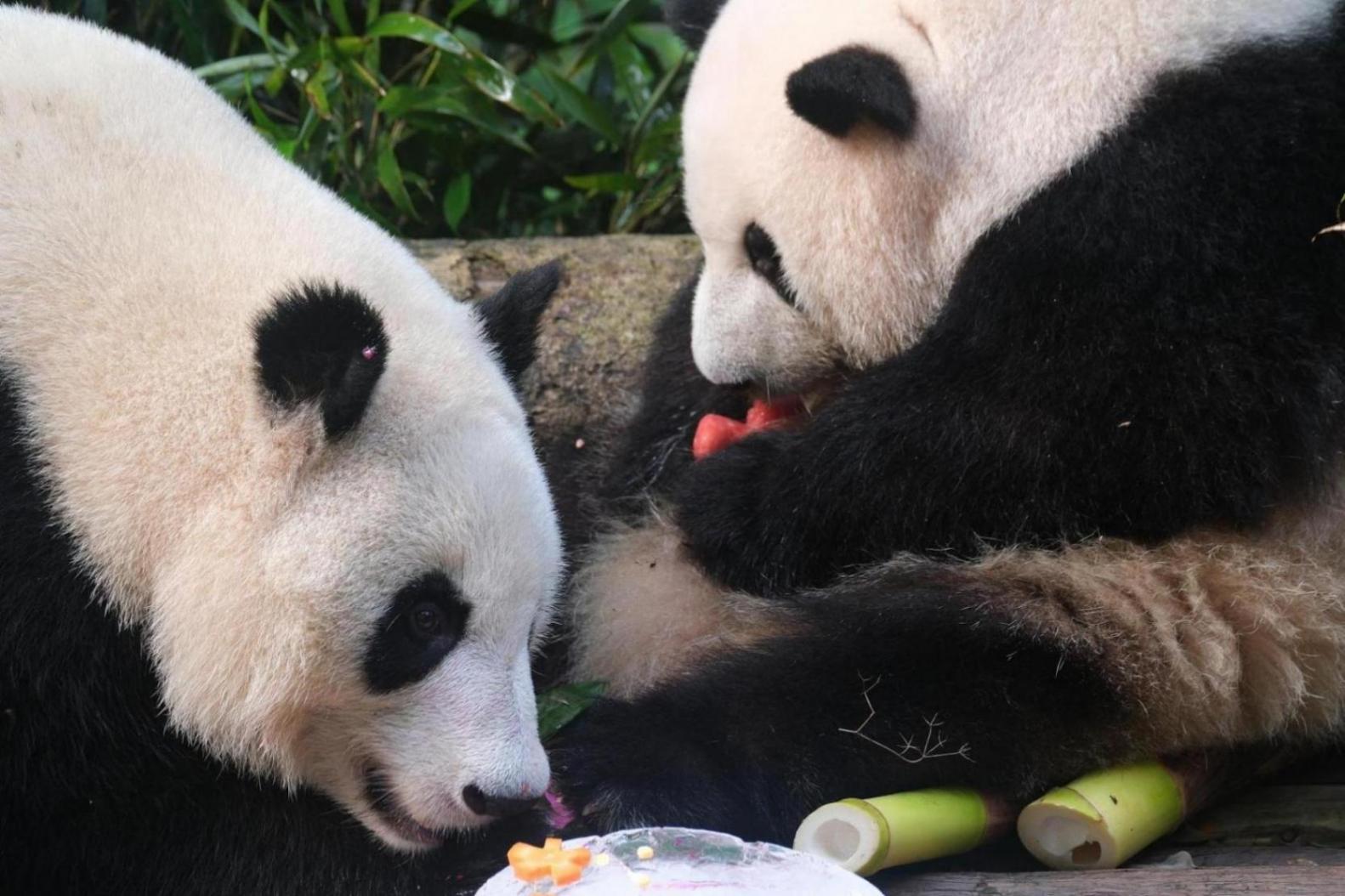 為熊貓界“三大頂流”慶生,粉絲通宵排隊