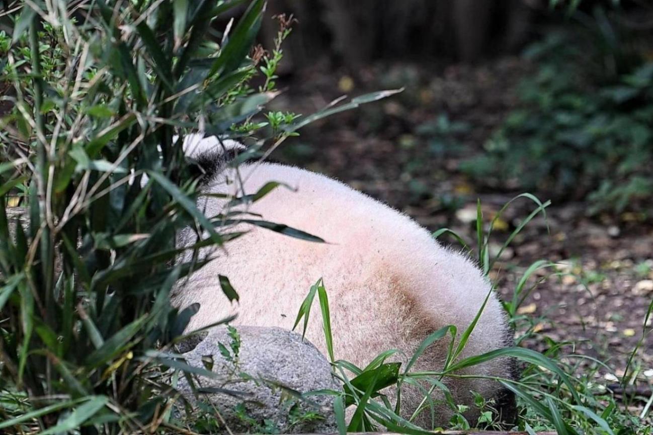 為熊貓界“三大頂流”慶生,粉絲通宵排隊