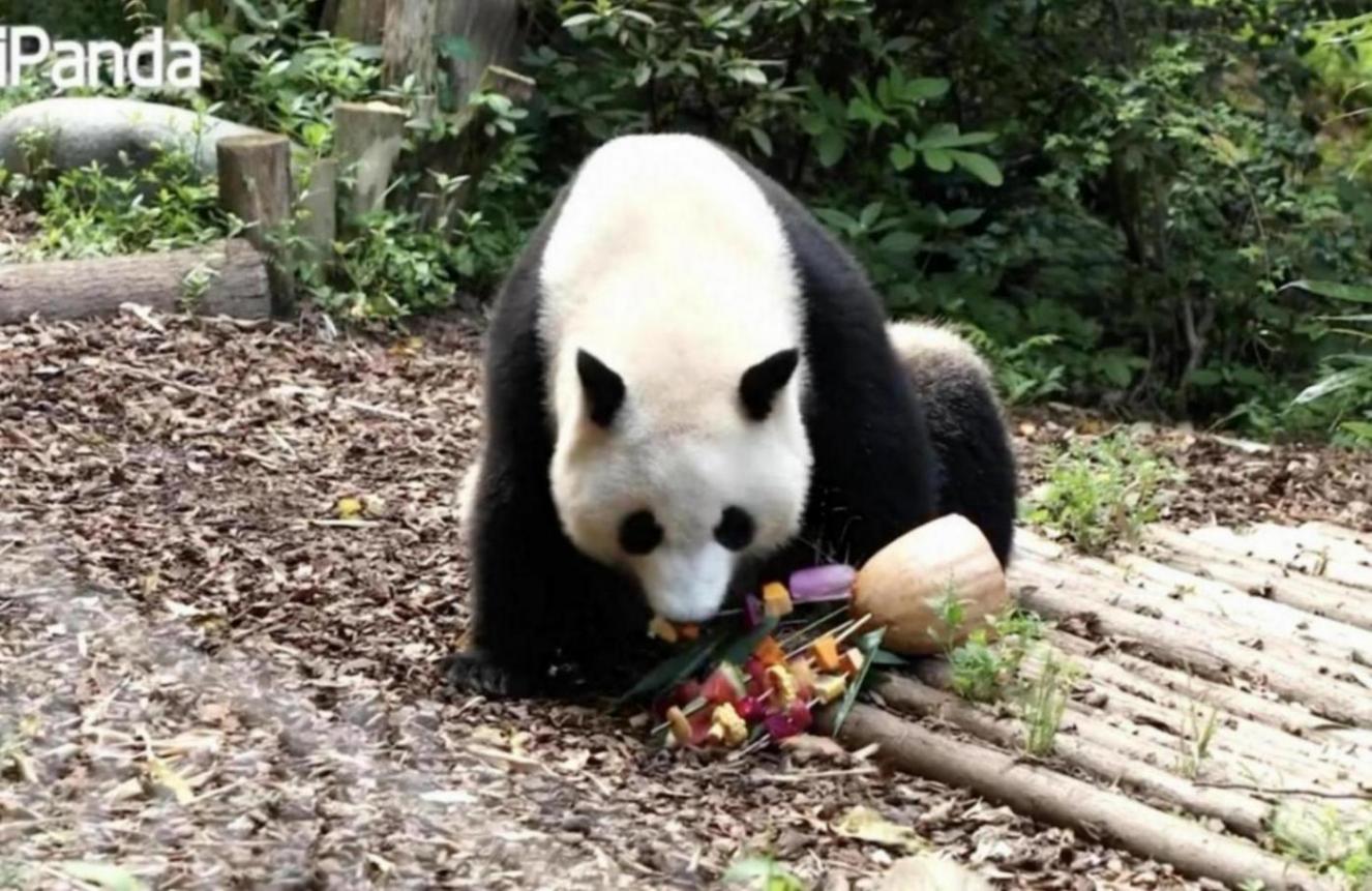 為熊貓界“三大頂流”慶生,粉絲通宵排隊