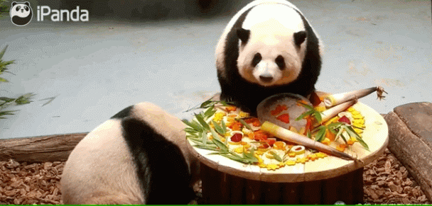 為熊貓界“三大頂流”慶生,粉絲通宵排隊