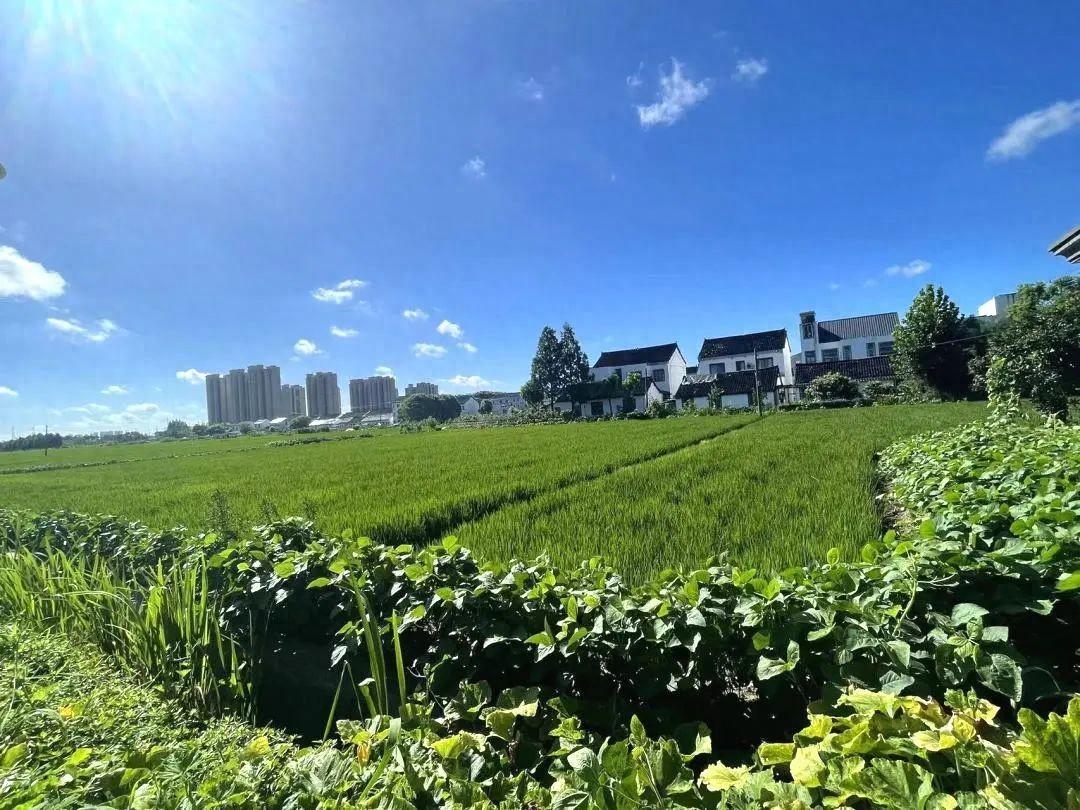 奉賢這個村的盛夏美景照,每一張都像是windows桌布