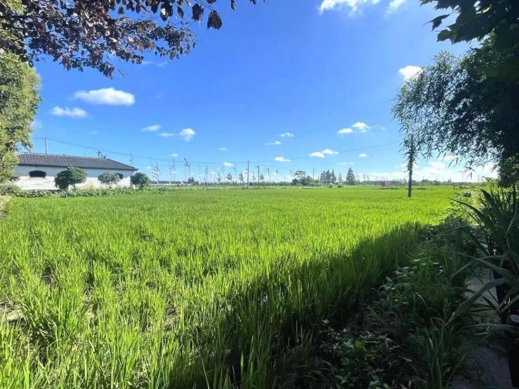 奉賢這個村的盛夏美景照,每一張都像是windows桌布