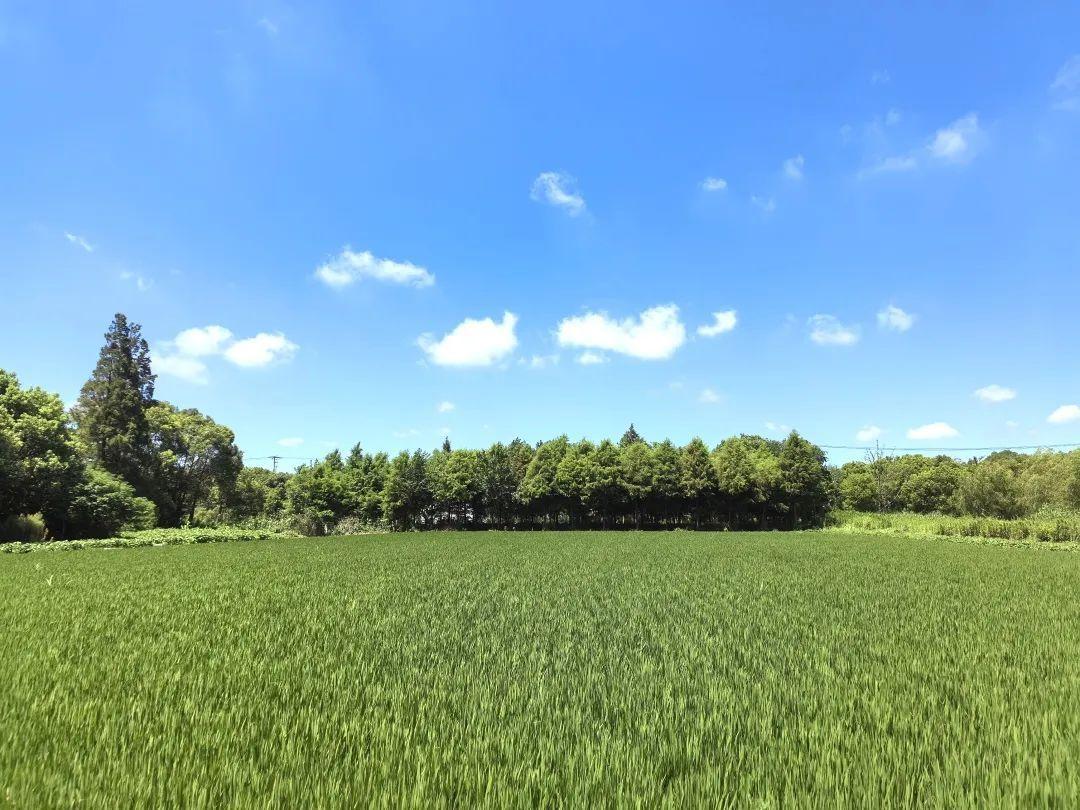 奉賢這個村的盛夏美景照,每一張都像是windows桌布