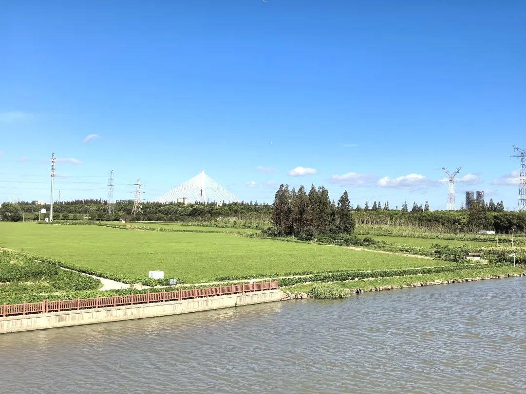 奉賢這個村的盛夏美景照,每一張都像是windows桌布