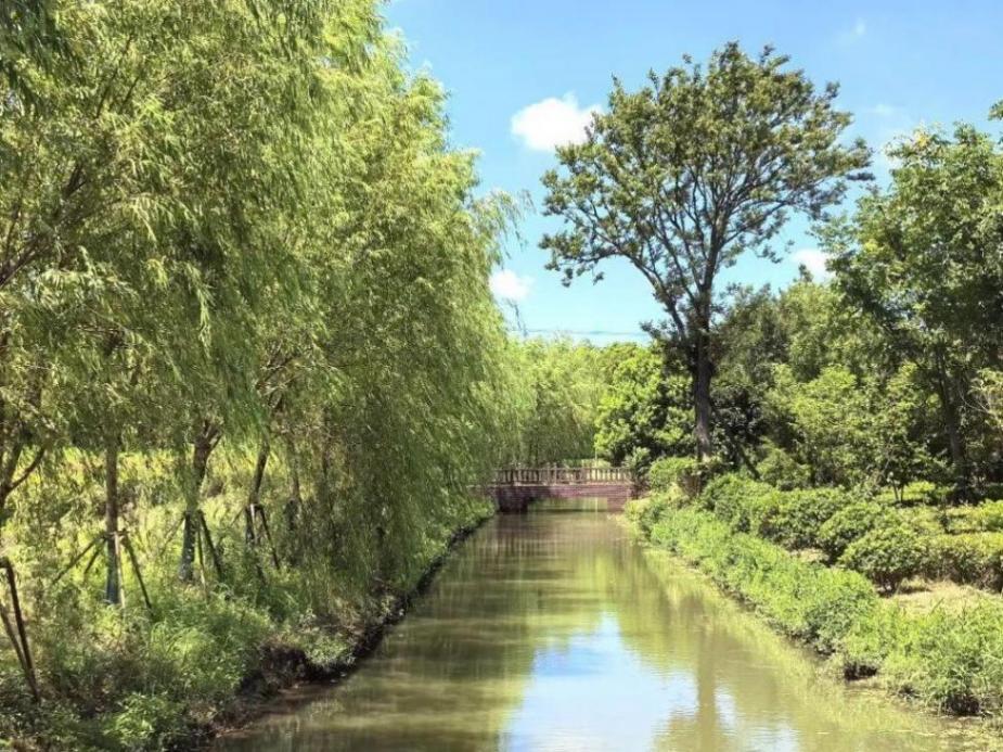 奉賢這個村的盛夏美景照,每一張都像是windows桌布