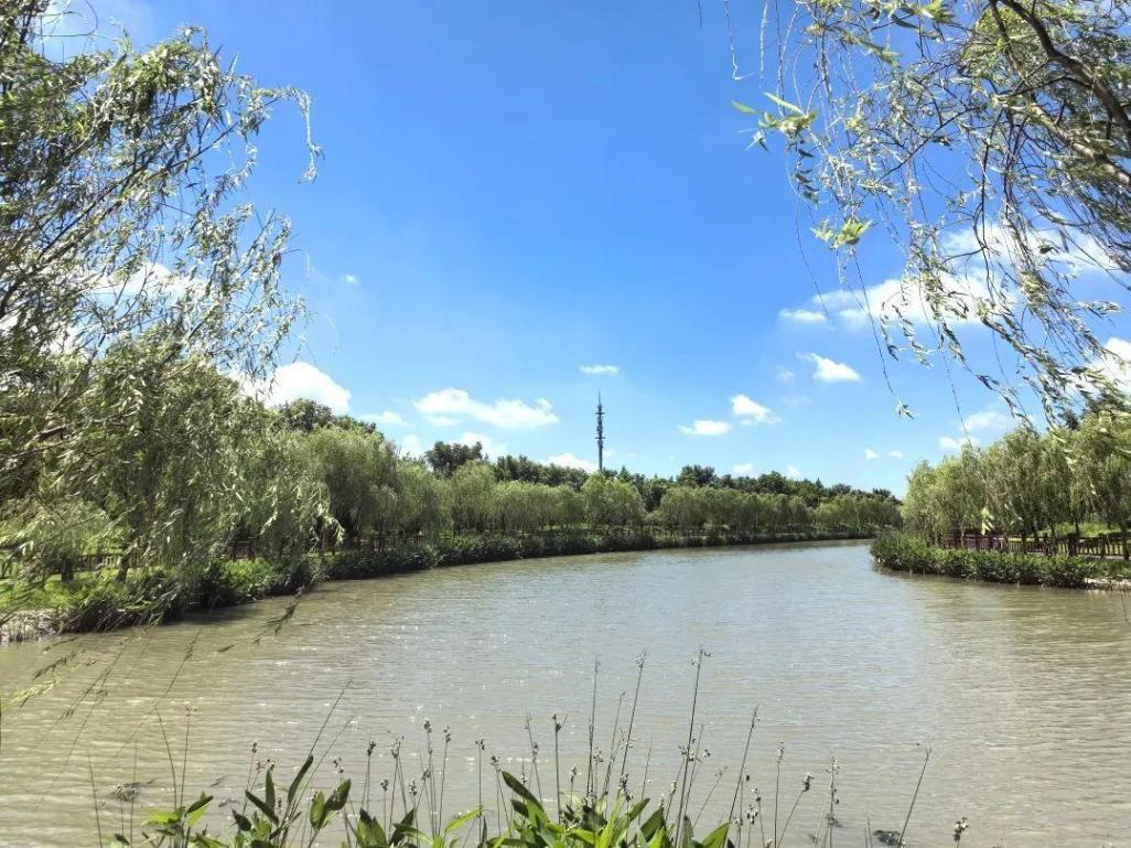 奉賢這個村的盛夏美景照,每一張都像是windows桌布