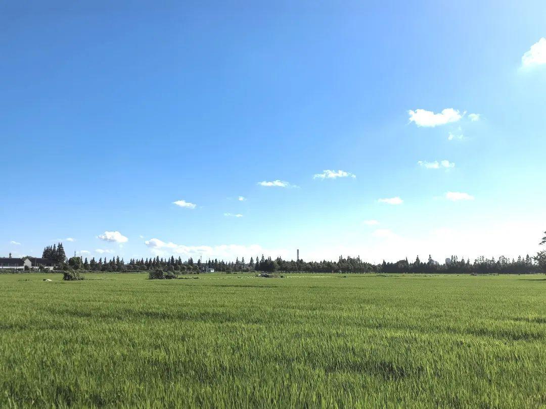 奉賢這個村的盛夏美景照,每一張都像是windows桌布