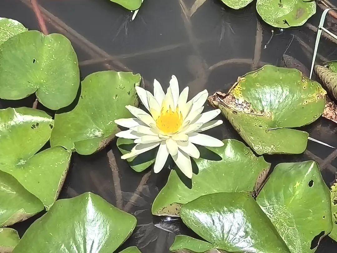 奉賢這個村的盛夏美景照,每一張都像是windows桌布