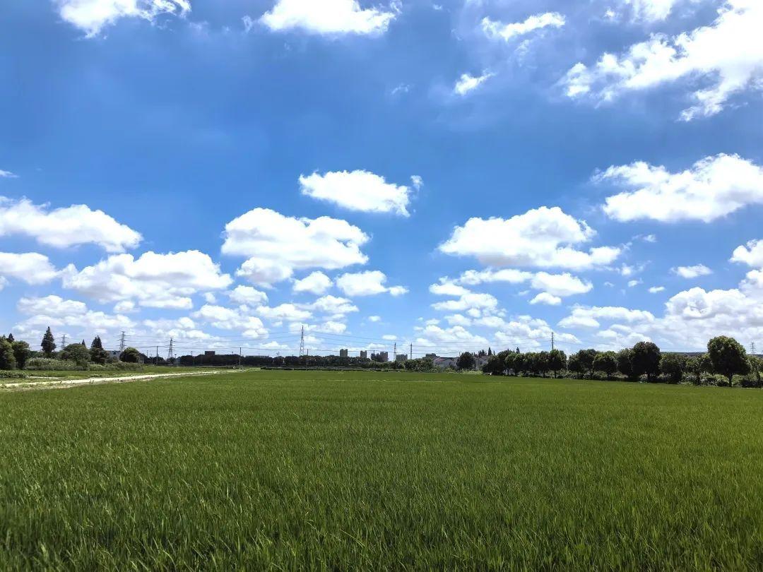 奉賢這個村的盛夏美景照,每一張都像是windows桌布