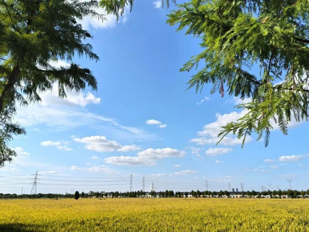 奉賢這個村的盛夏美景照,每一張都像是windows桌布