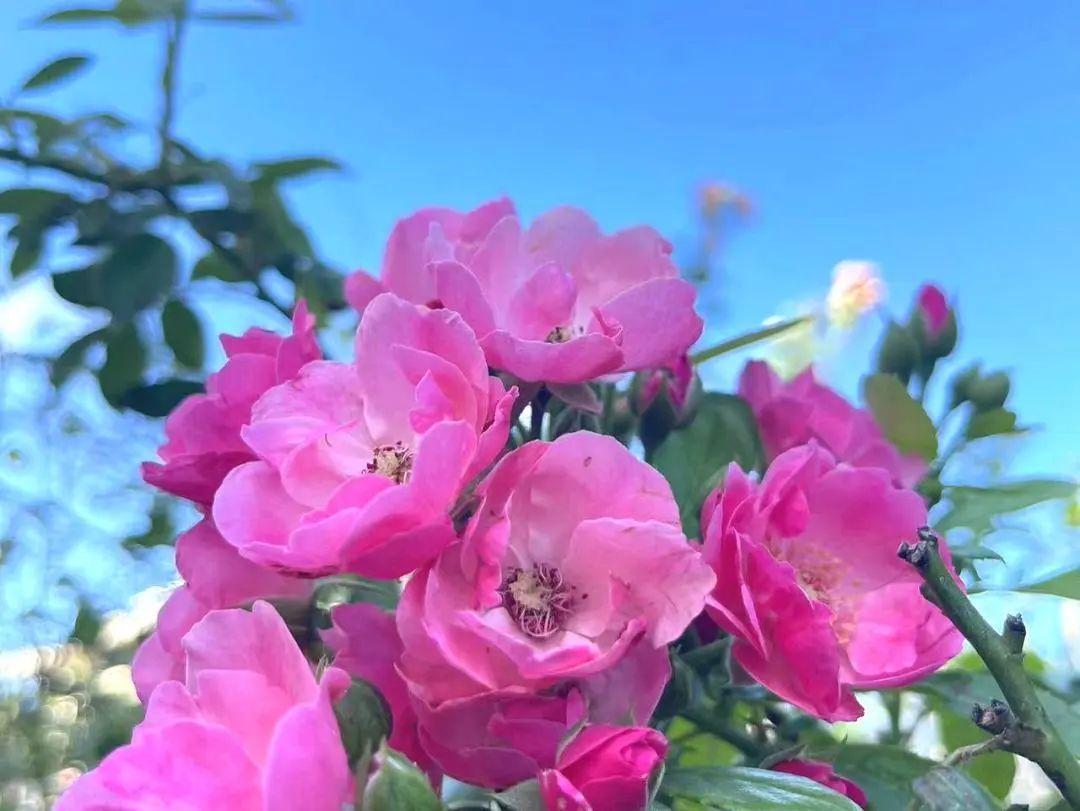 奉賢這個村的盛夏美景照,每一張都像是windows桌布