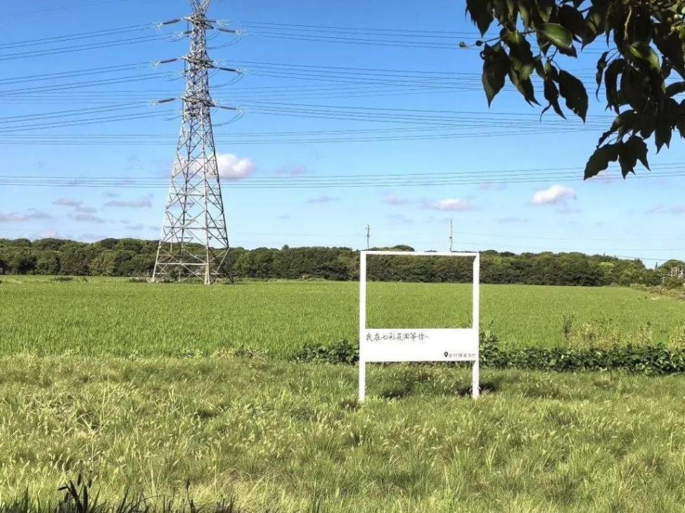 奉賢這個村的盛夏美景照,每一張都像是windows桌布