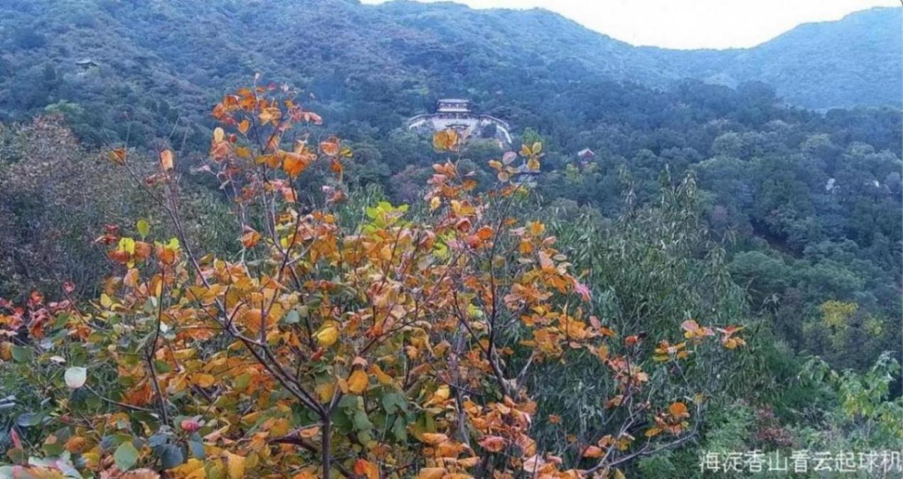 京直播推薦|“尋找北京秋日最美紅葉”慢直播來了!