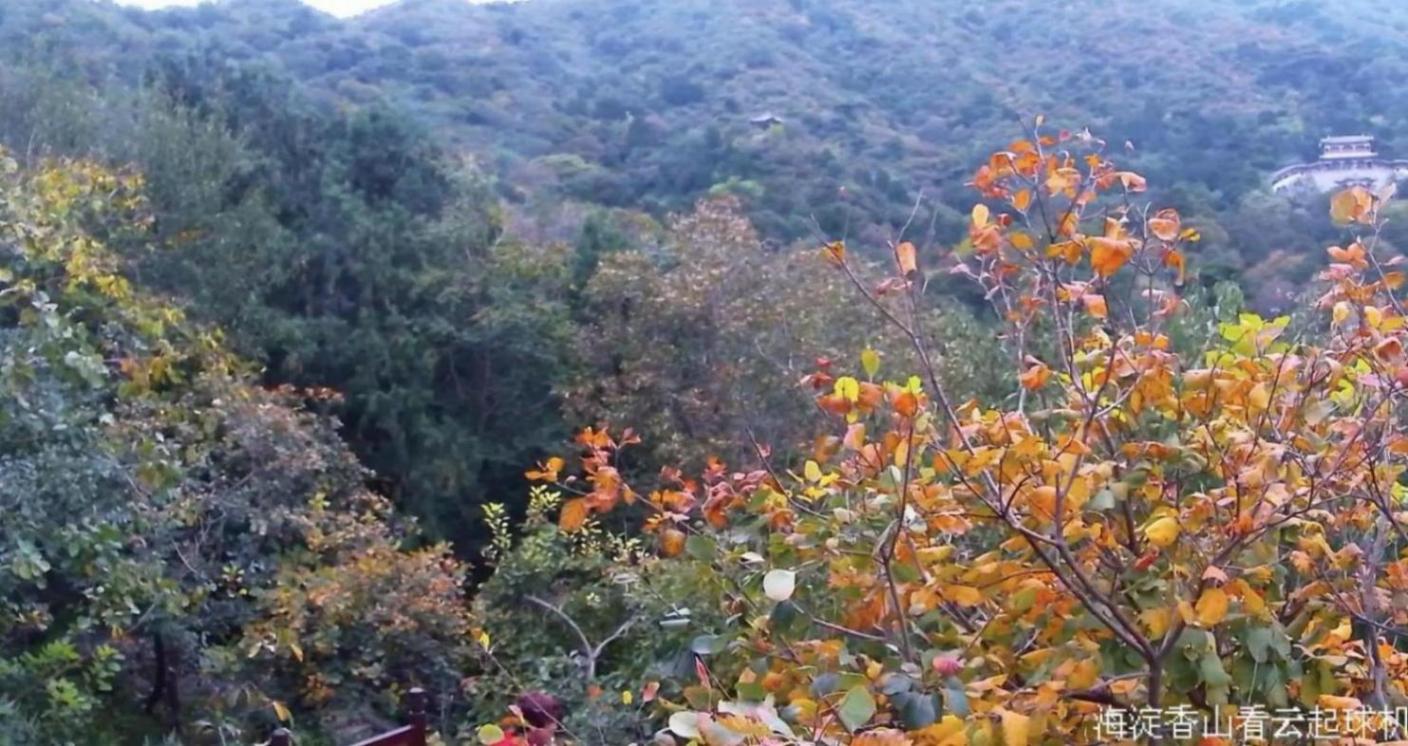 京直播推薦|“尋找北京秋日最美紅葉”慢直播來了!