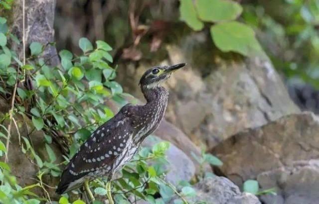 哀牢山拍到大量珍稀野生動物