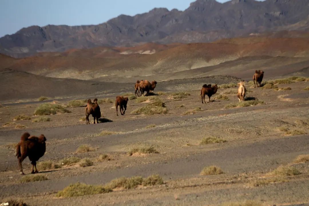 敦煌:走S240線 看絲路美景