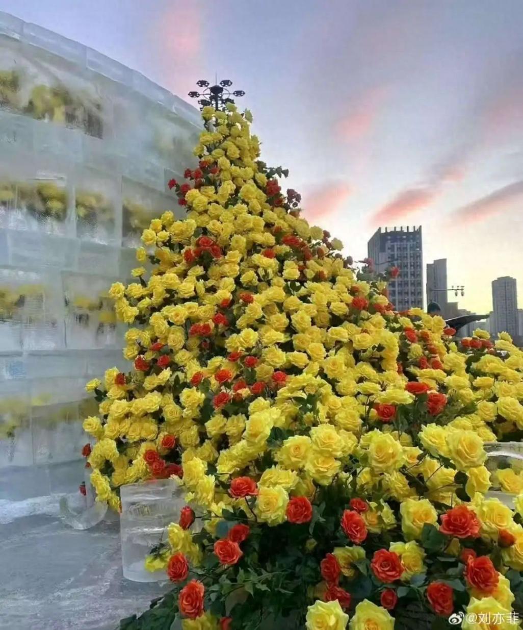 劉亦菲也想去看冰封黃玫瑰