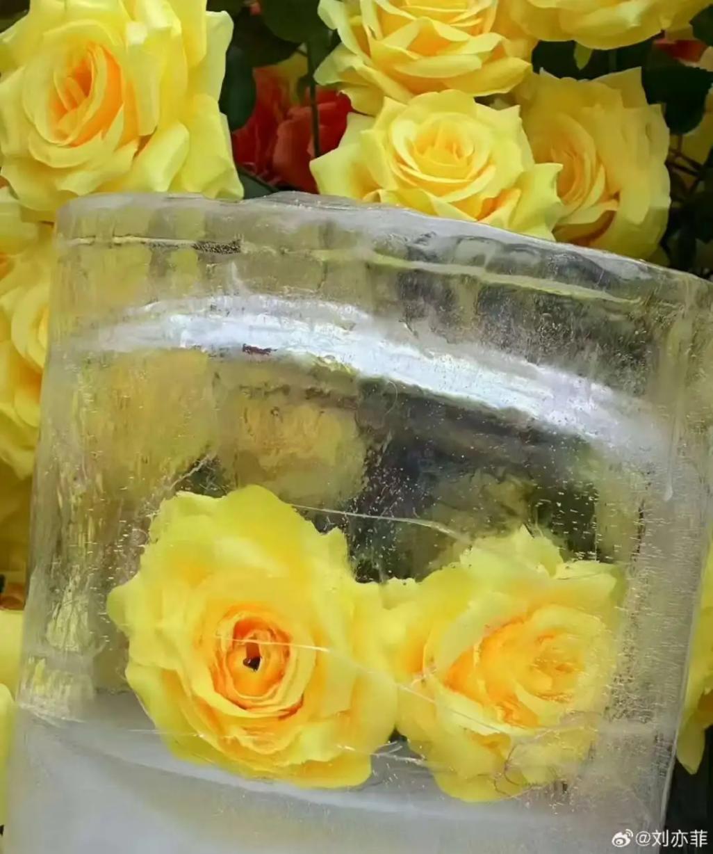 劉亦菲也想去看冰封黃玫瑰