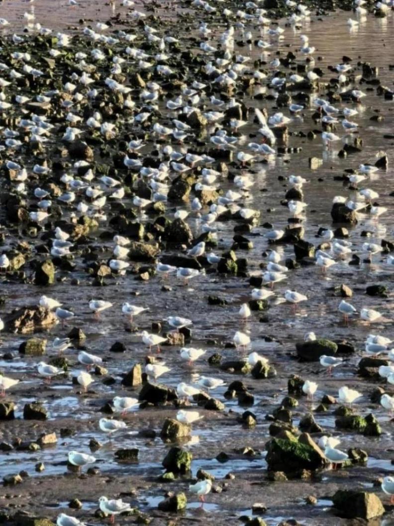 俞敏洪老師喊你來青島看海鷗了!