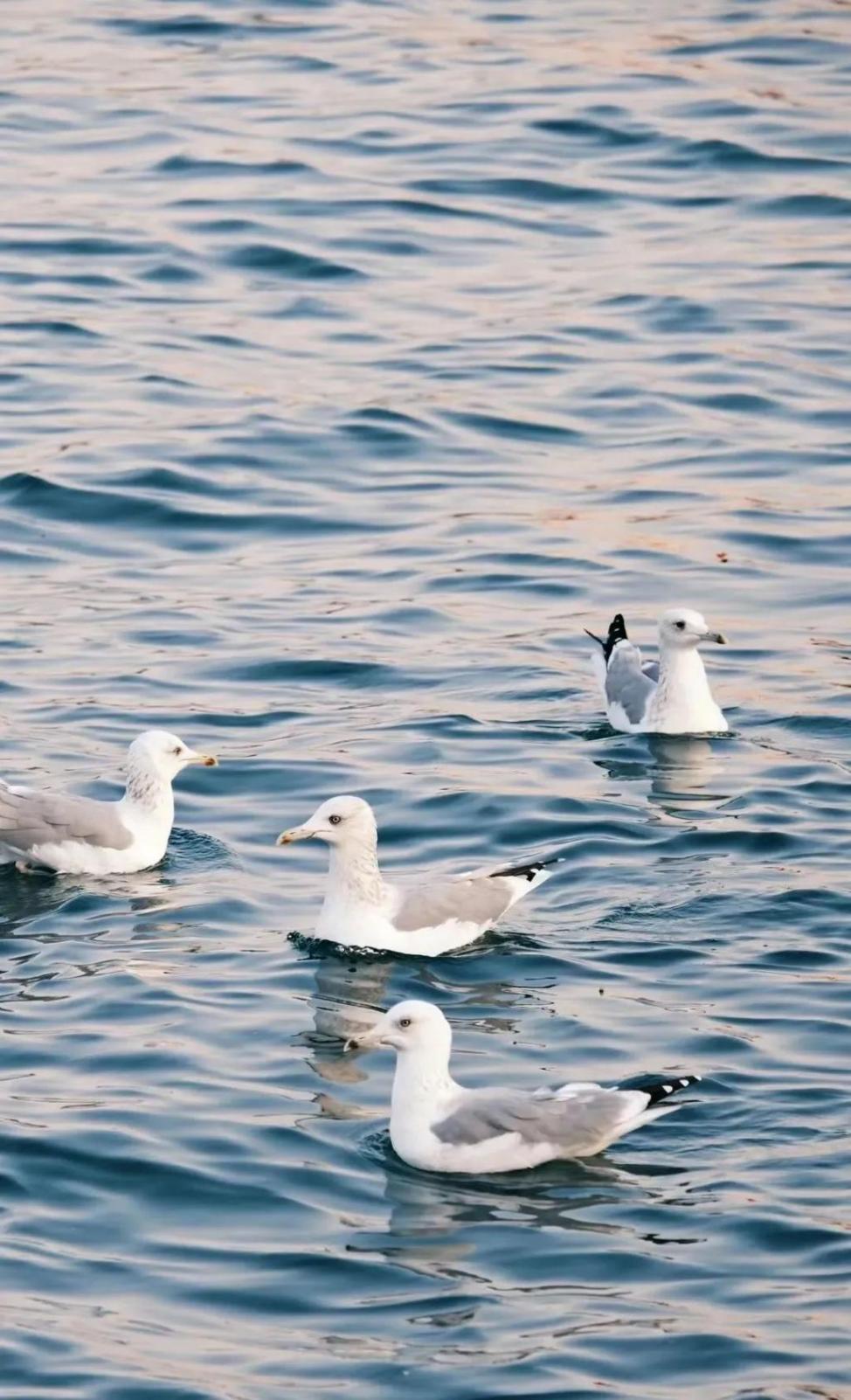 俞敏洪老師喊你來青島看海鷗了!