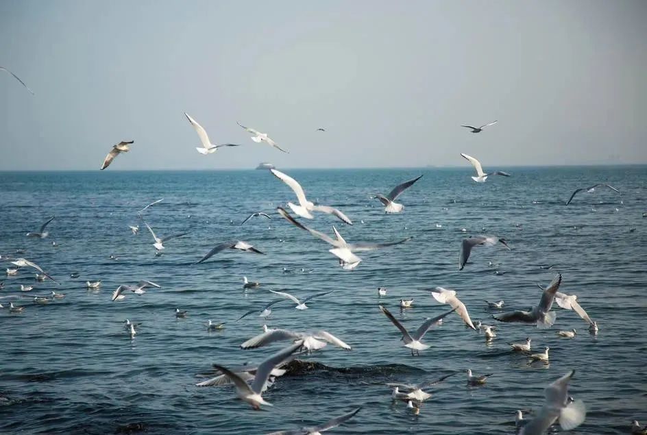 俞敏洪老師喊你來青島看海鷗了!