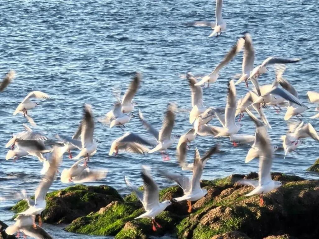 俞敏洪老師喊你來青島看海鷗了!