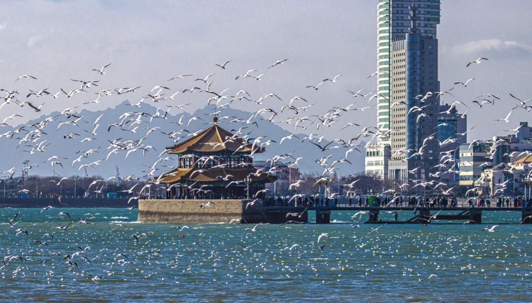 俞敏洪老師喊你來青島看海鷗了!