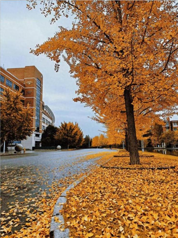 尋找山東最美大學|山東科技大學《高校秋韻·銀杏詩語繪風華》